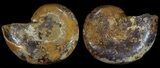 Cut & Polished, Agatized Ammonite Fossil - Jurassic #53815-1